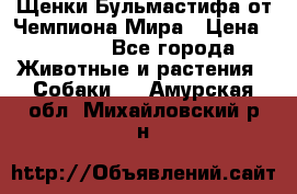 Щенки Бульмастифа от Чемпиона Мира › Цена ­ 1 000 - Все города Животные и растения » Собаки   . Амурская обл.,Михайловский р-н